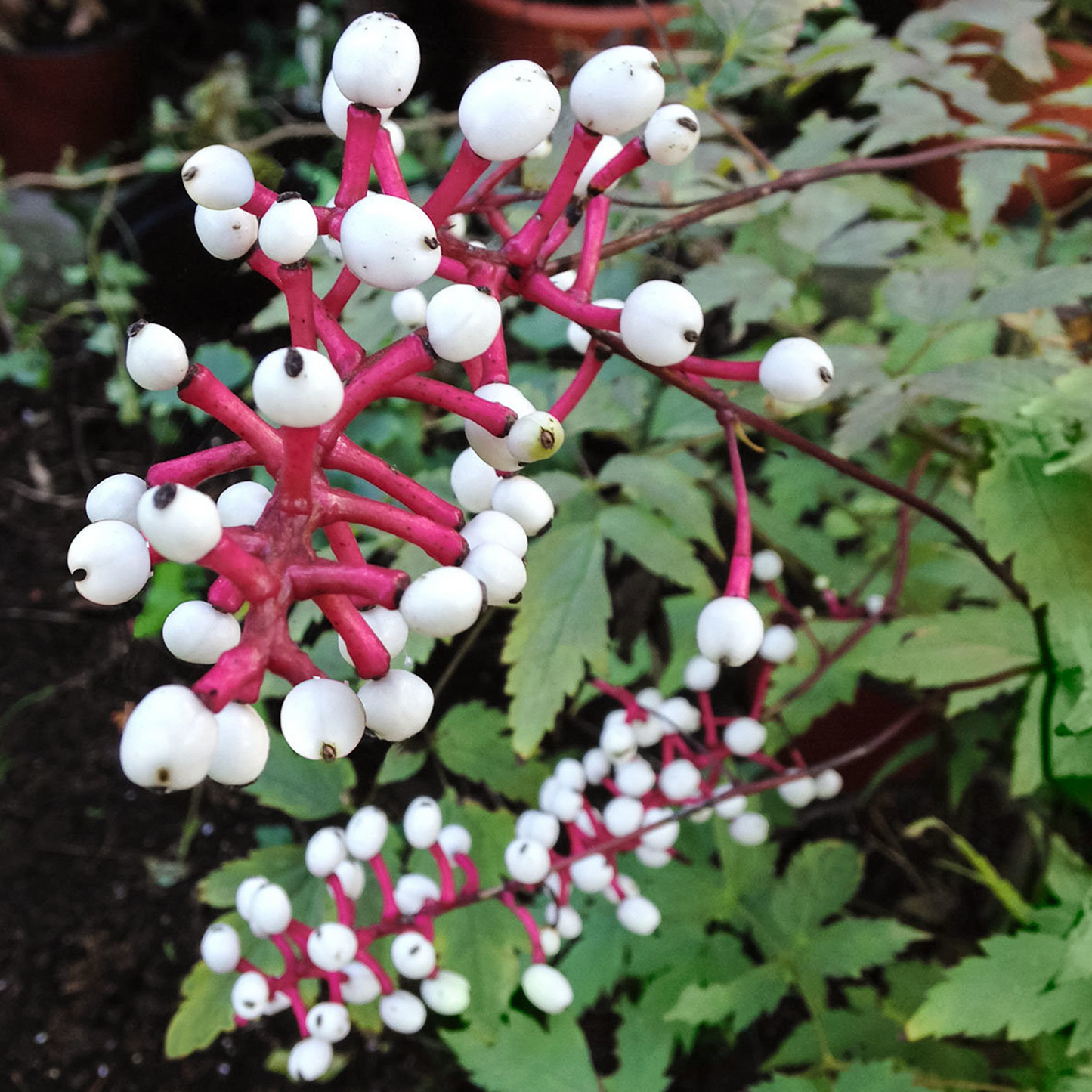 Actaea Misty Blue (9cm)