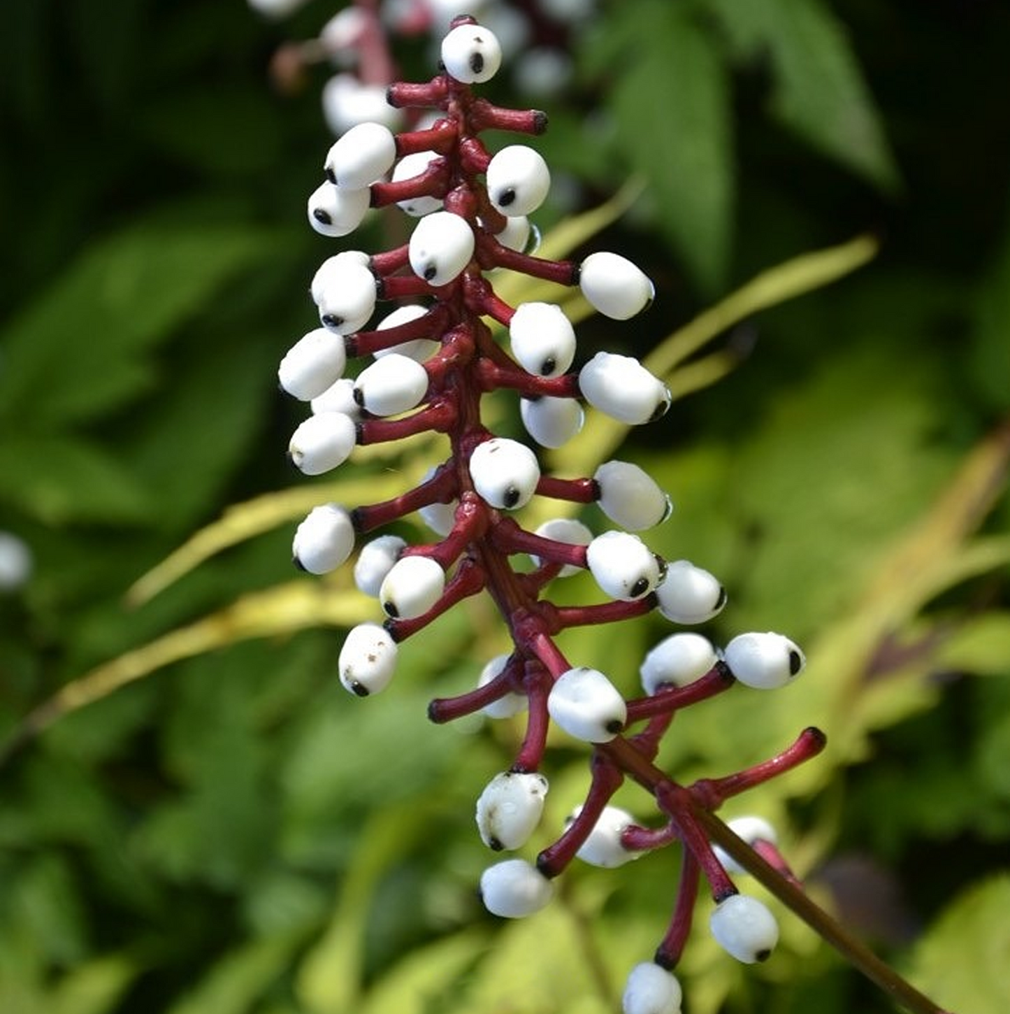 Actaea Misty Blue (9cm)