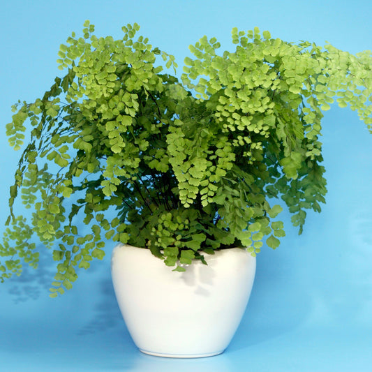 Adiantum fragrans 12cm V2
