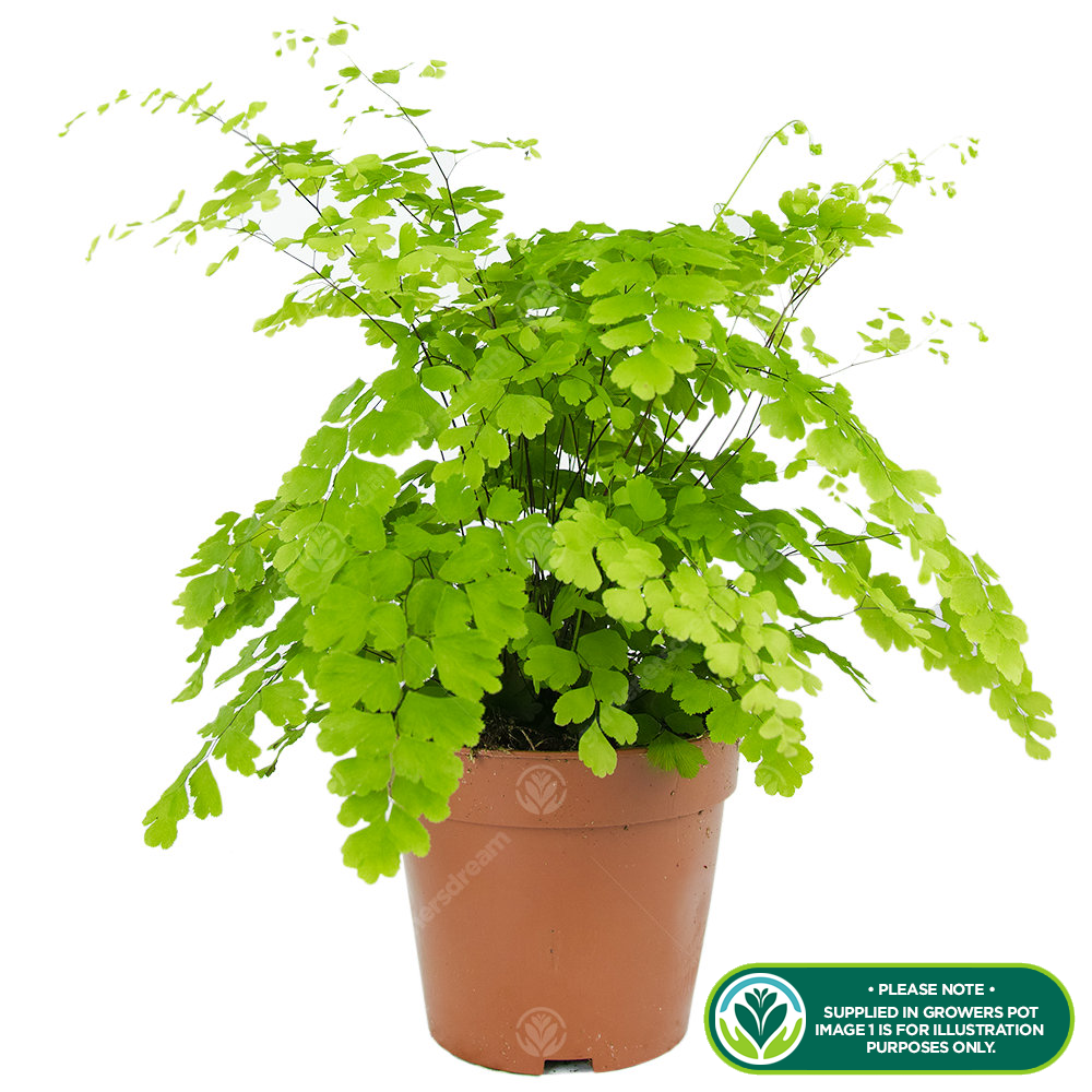 Adiantum fragrans 12cm V2
