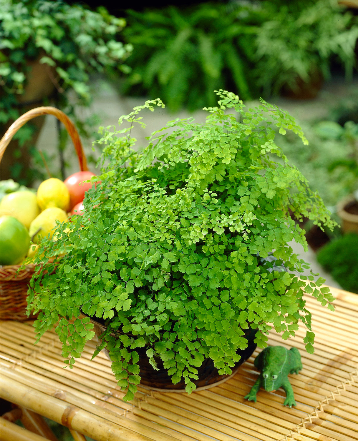 Adiantum fragrans 12cm V1