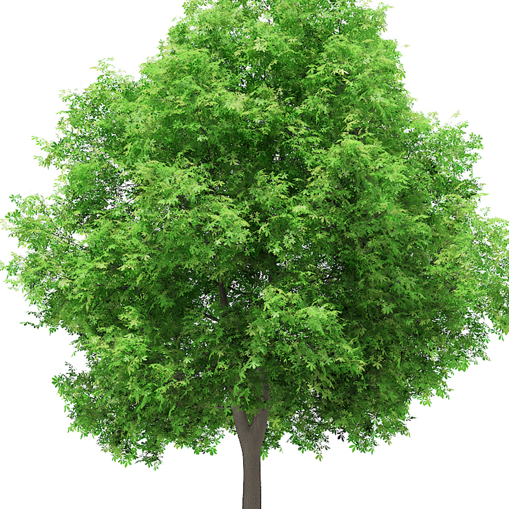 Aesculus Hippocastanum Tree (12L, 5-6ft)