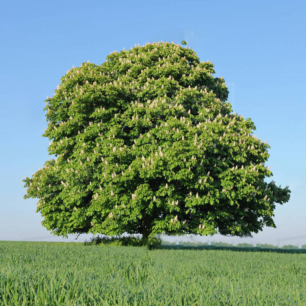 Aesculus Hippocastanum Tree (12L, 5-6ft)
