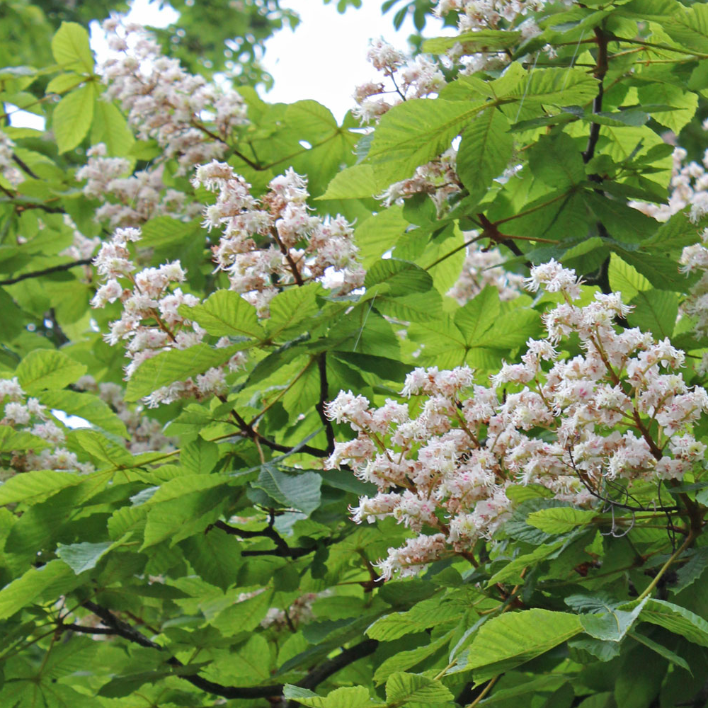 Aesculus Hippocastanum Tree (12L, 5-6ft)