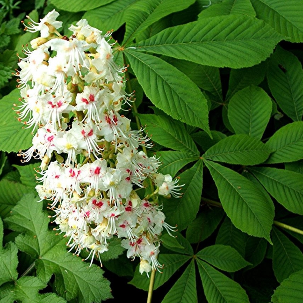 Aesculus Hippocastanum Tree (12L, 5-6ft)