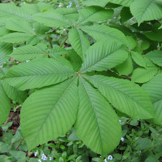Aesculus Hippocastanum Tree (12L, 5-6ft)