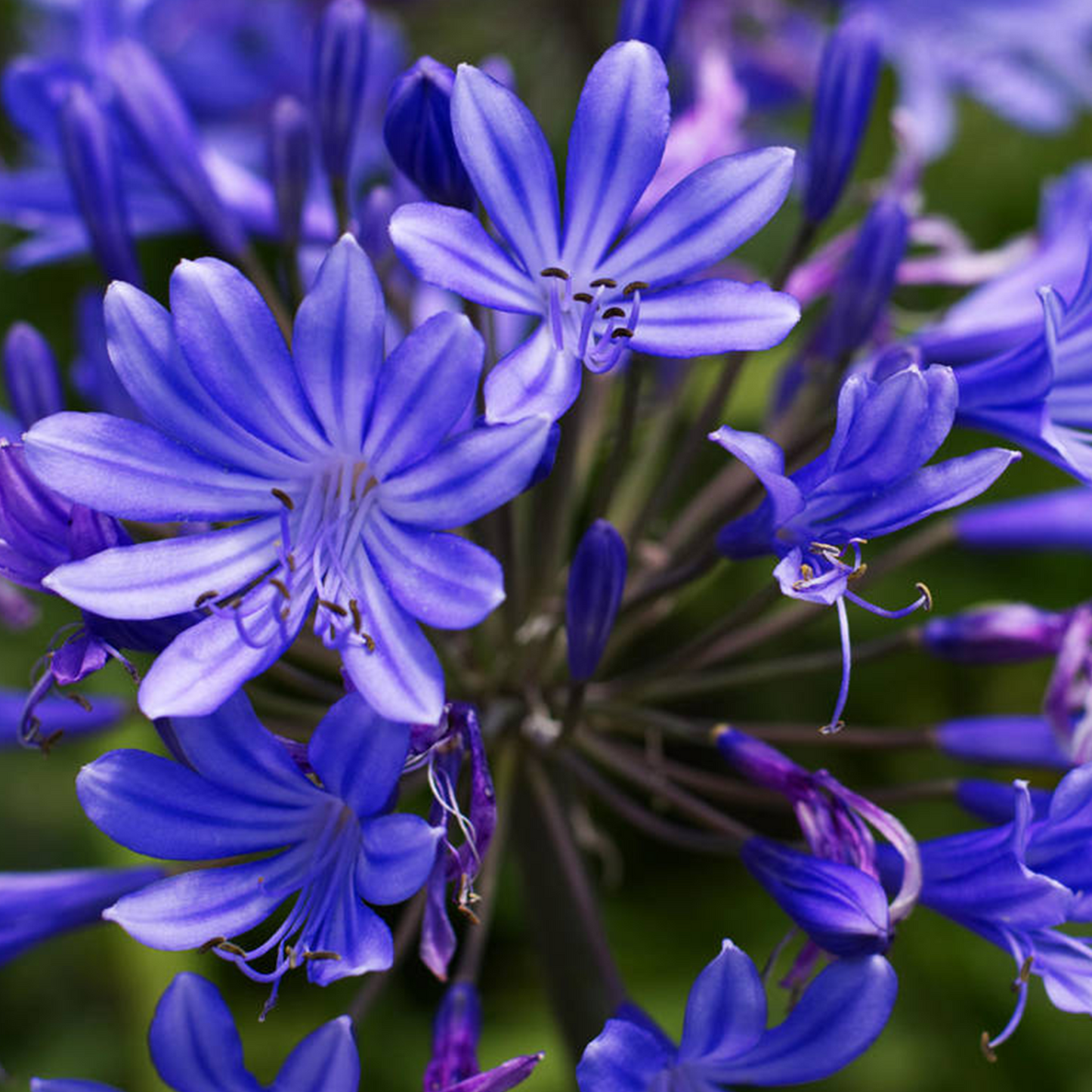 Agapanthus Black Pantha (9cm)