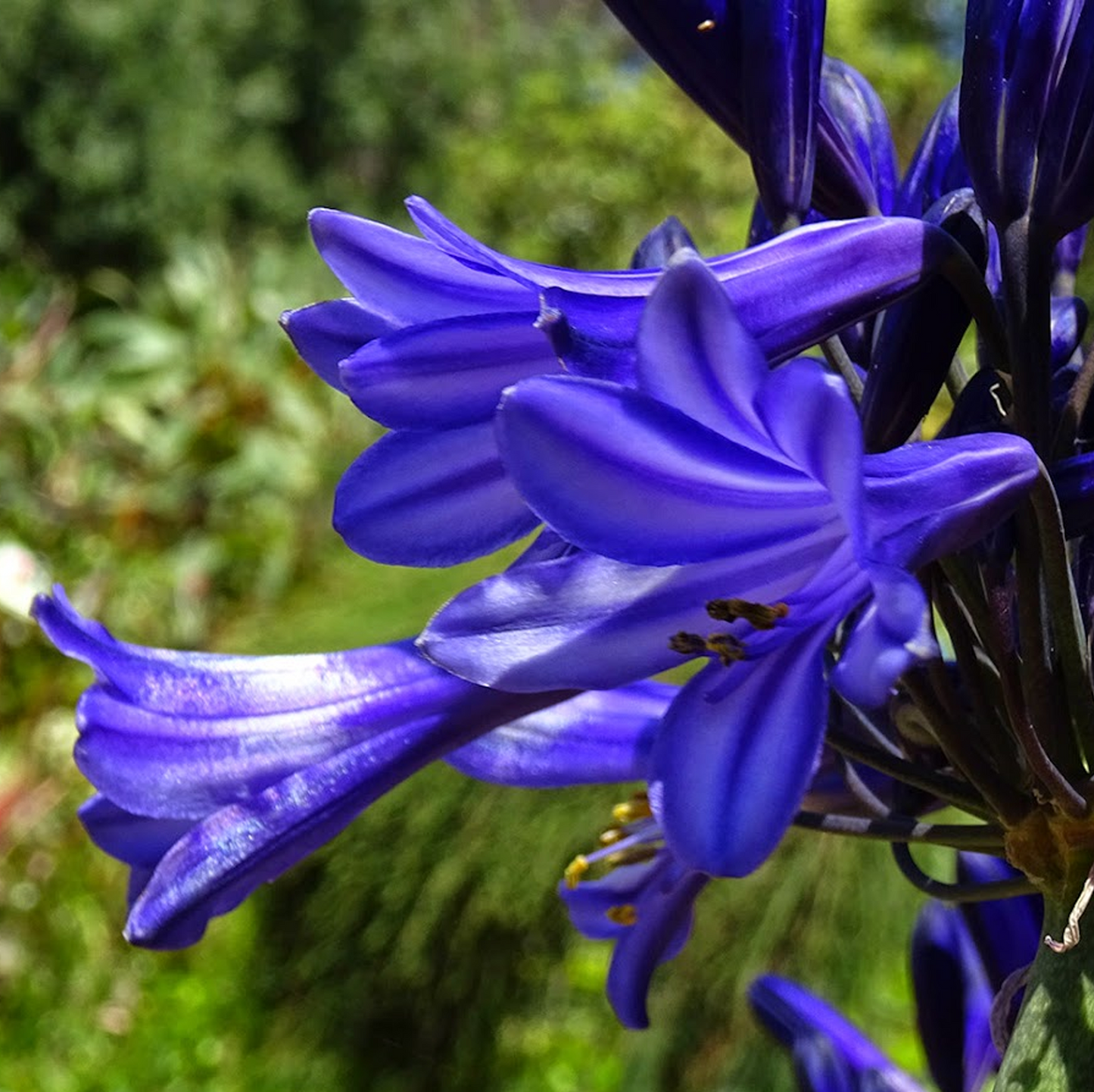 Agapanthus Black Pantha (9cm)
