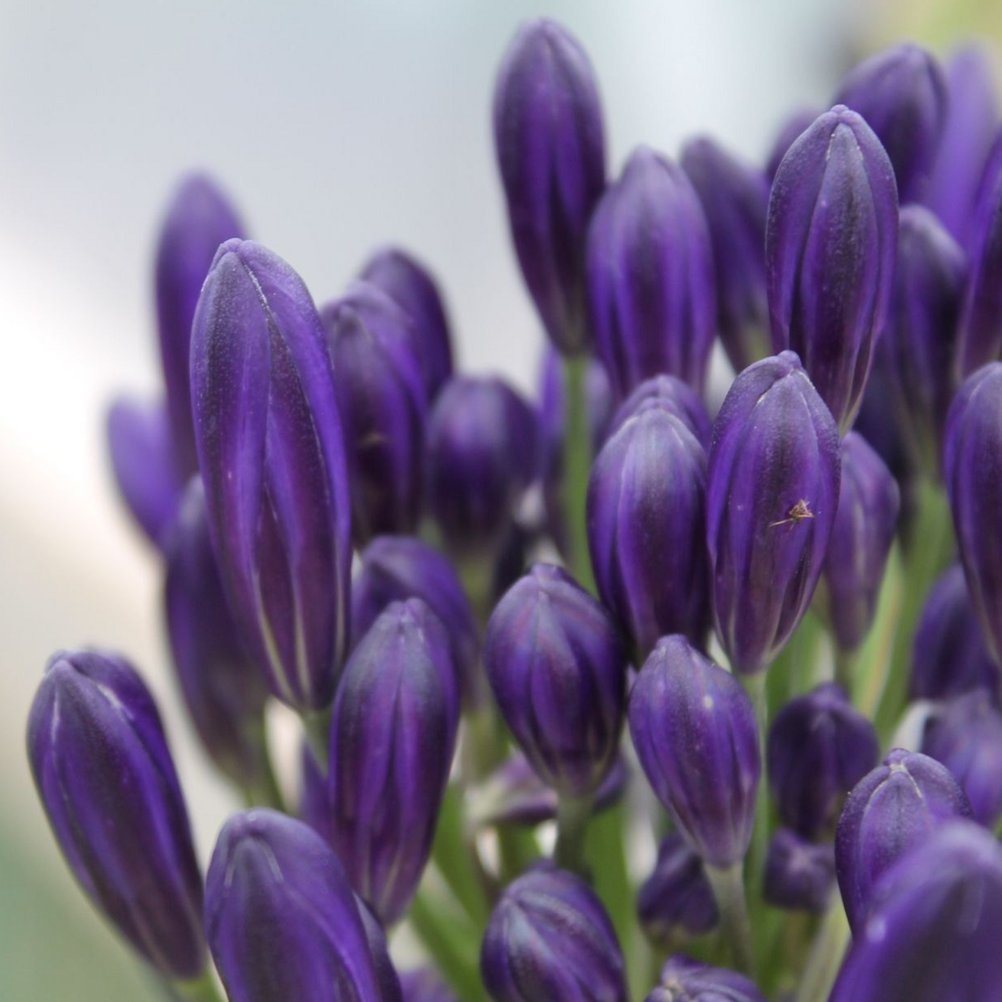 Agapanthus Black Pantha (9cm)