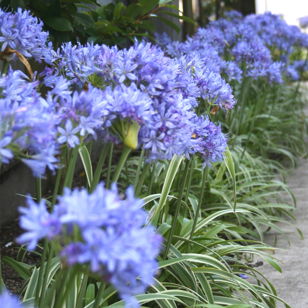Agapanthus Brilliant Blue (9cm)