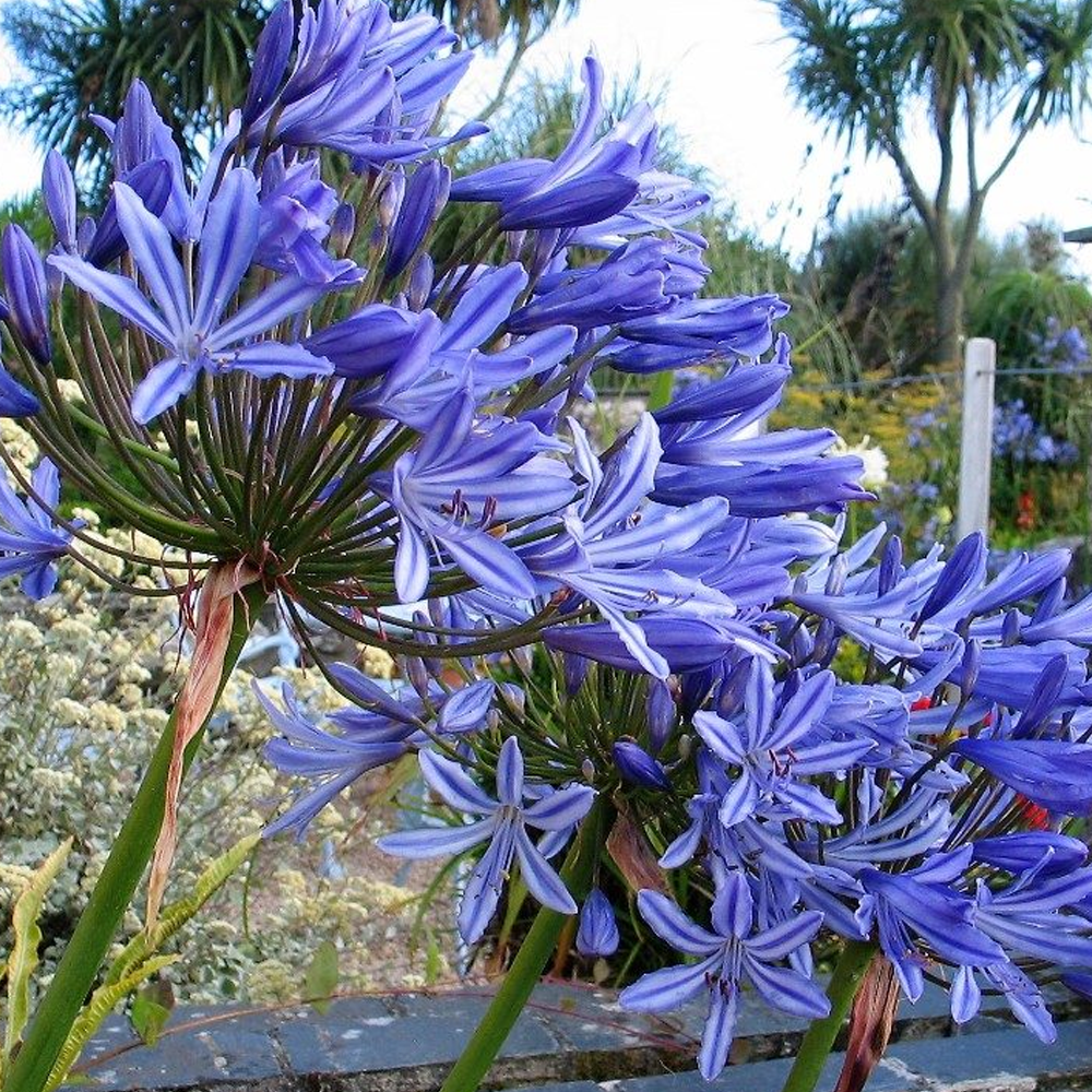 Agapanthus Brilliant Blue (9cm)