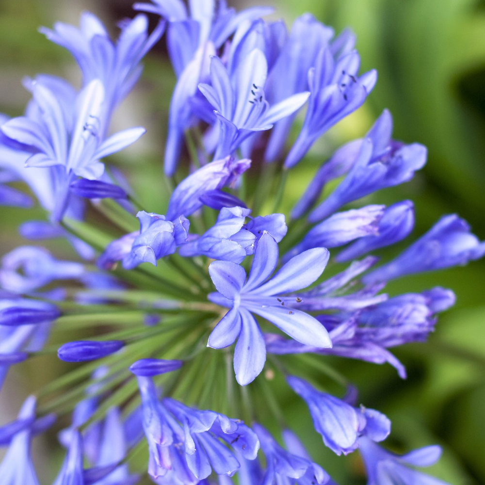 Agapanthus Brilliant Blue (9cm)