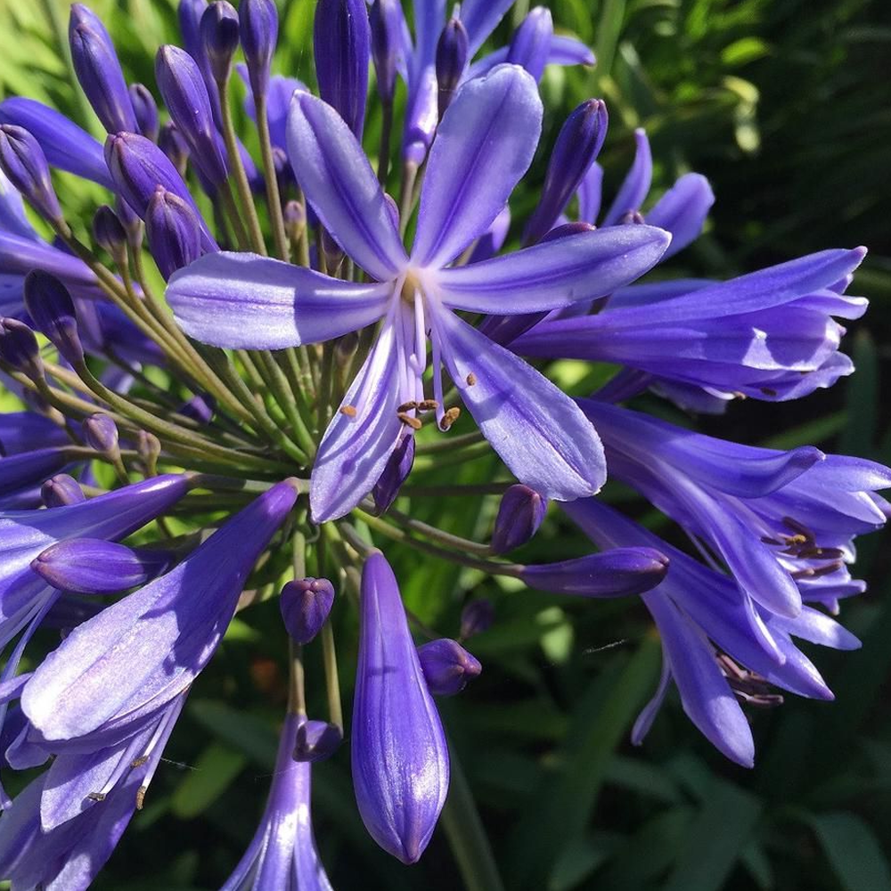 Agapanthus Brilliant Blue (9cm)