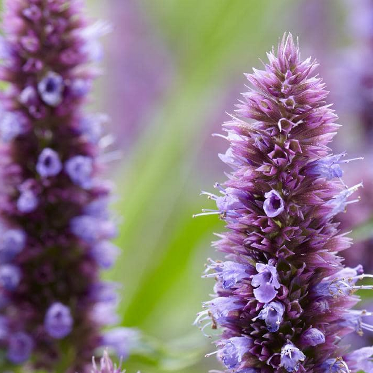 Agastache Beelicious Purple (9cm)