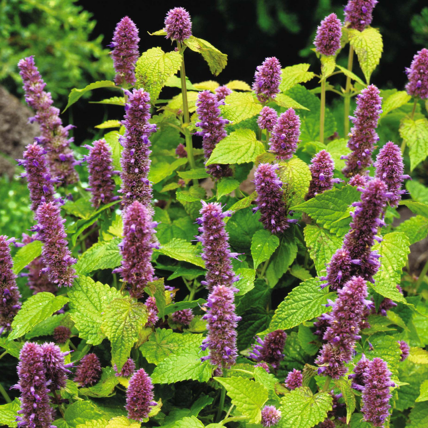 Agastache Beelicious Purple (9cm)