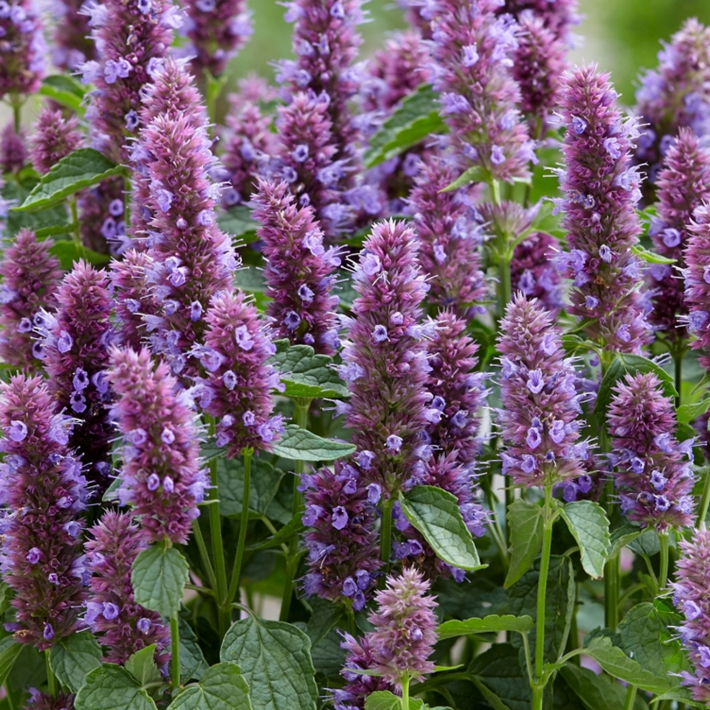 Agastache Beelicious Purple (9cm)