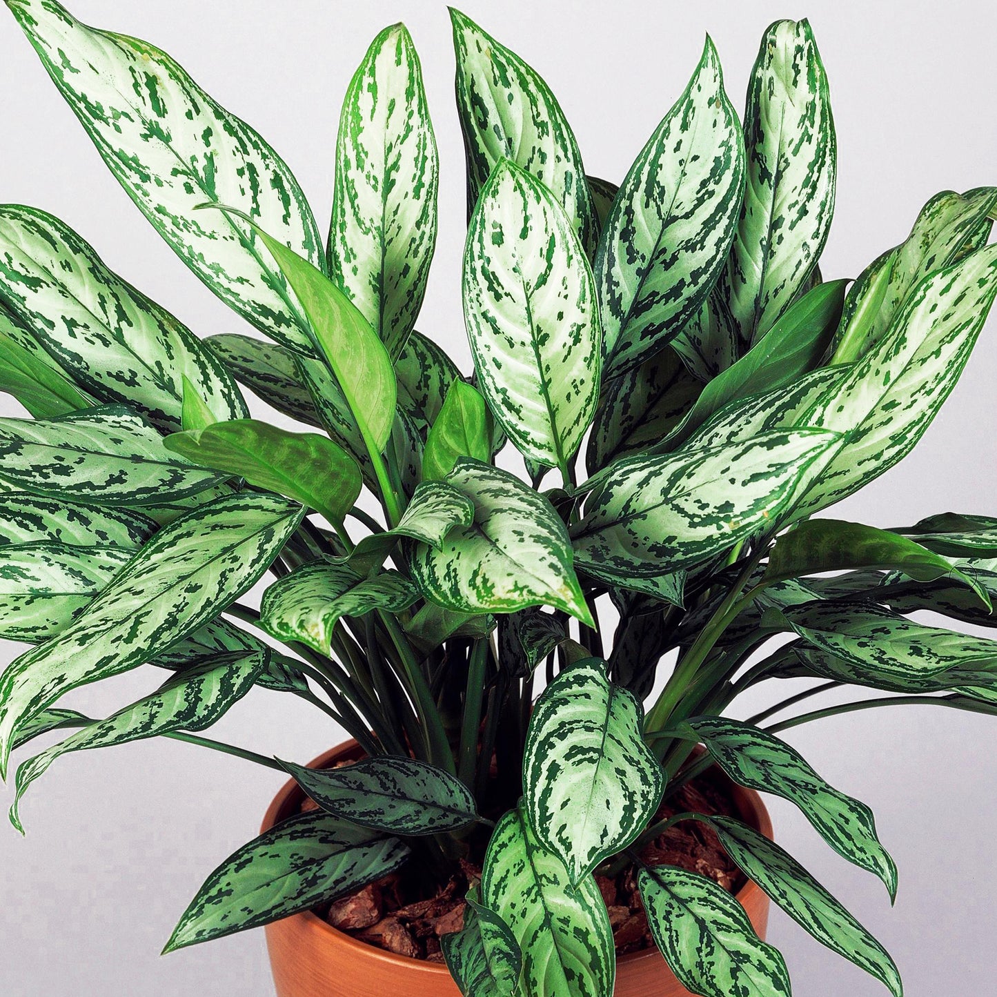 Aglaonema Maria Christina (12cm) V3