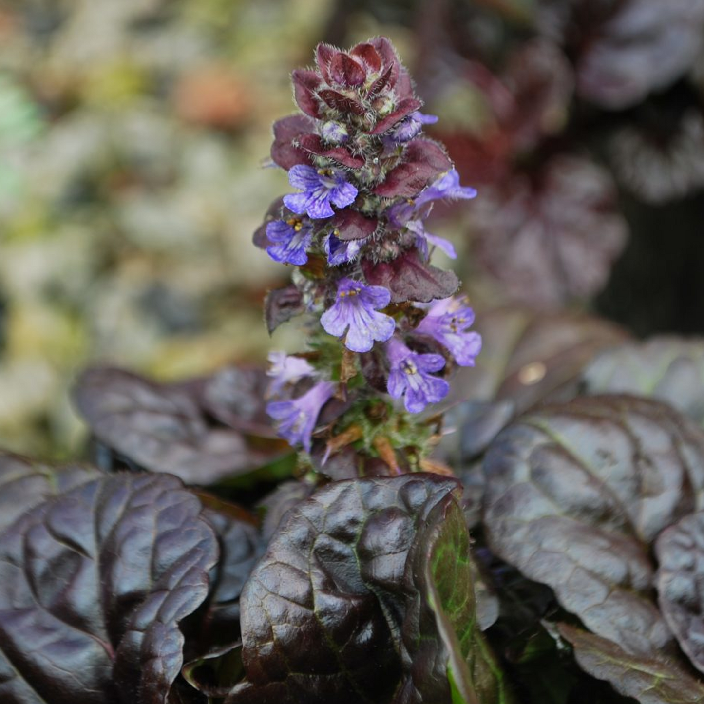 Ajuga Black Scallop (9cm)