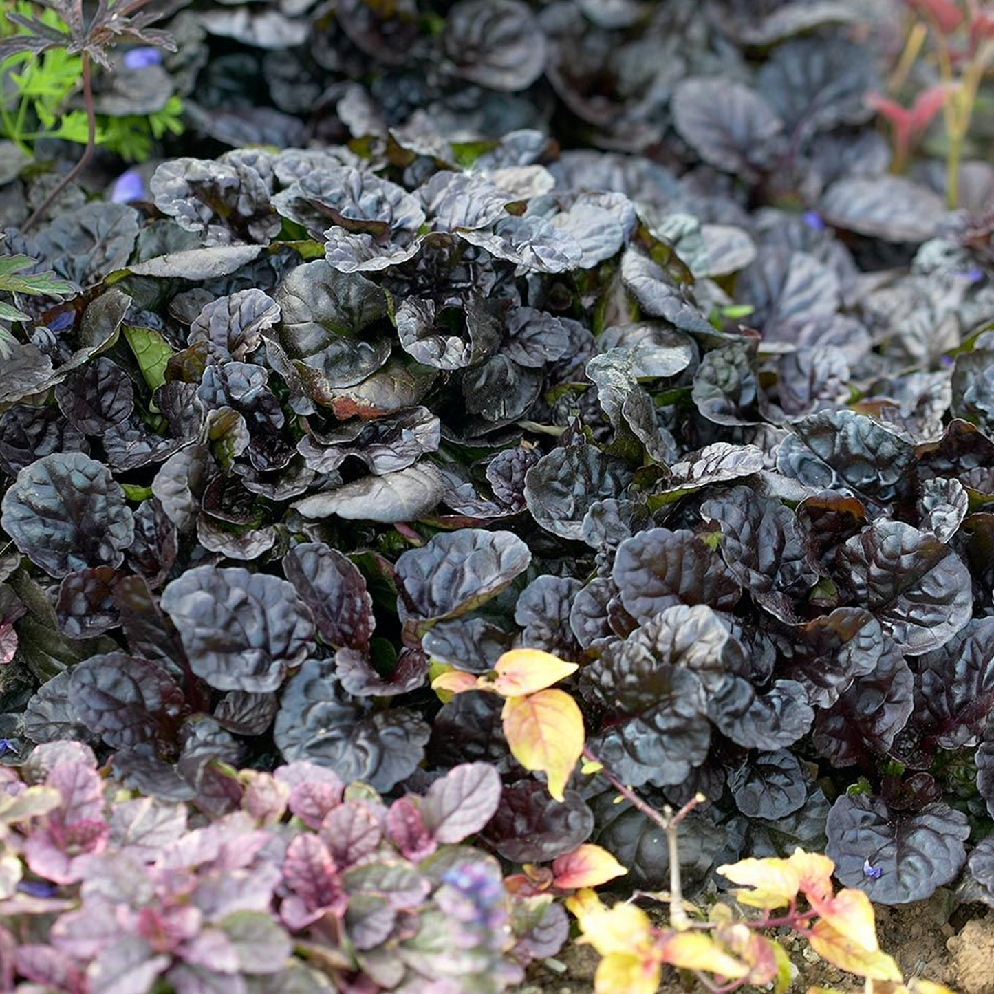 Ajuga Black Scallop (9cm)