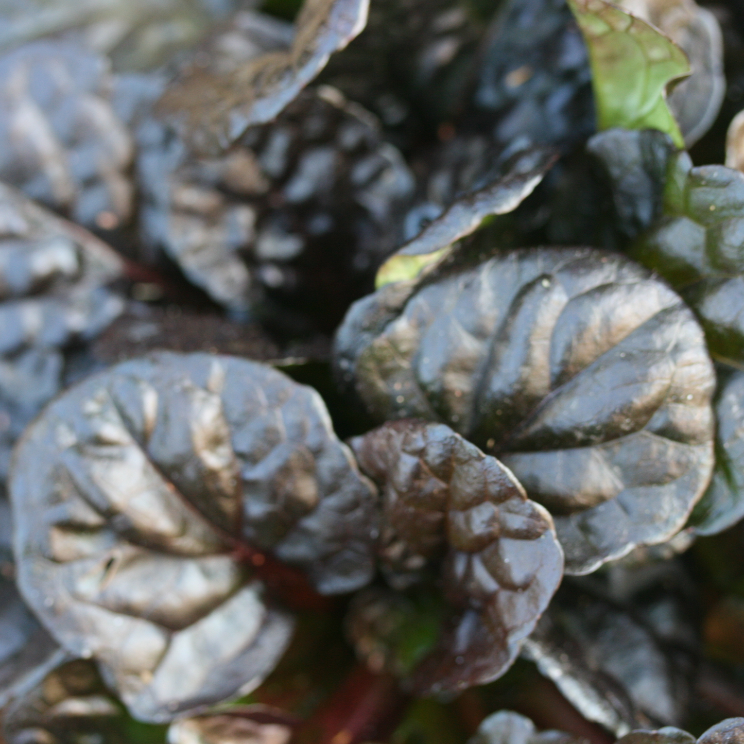Ajuga Black Scallop (9cm)
