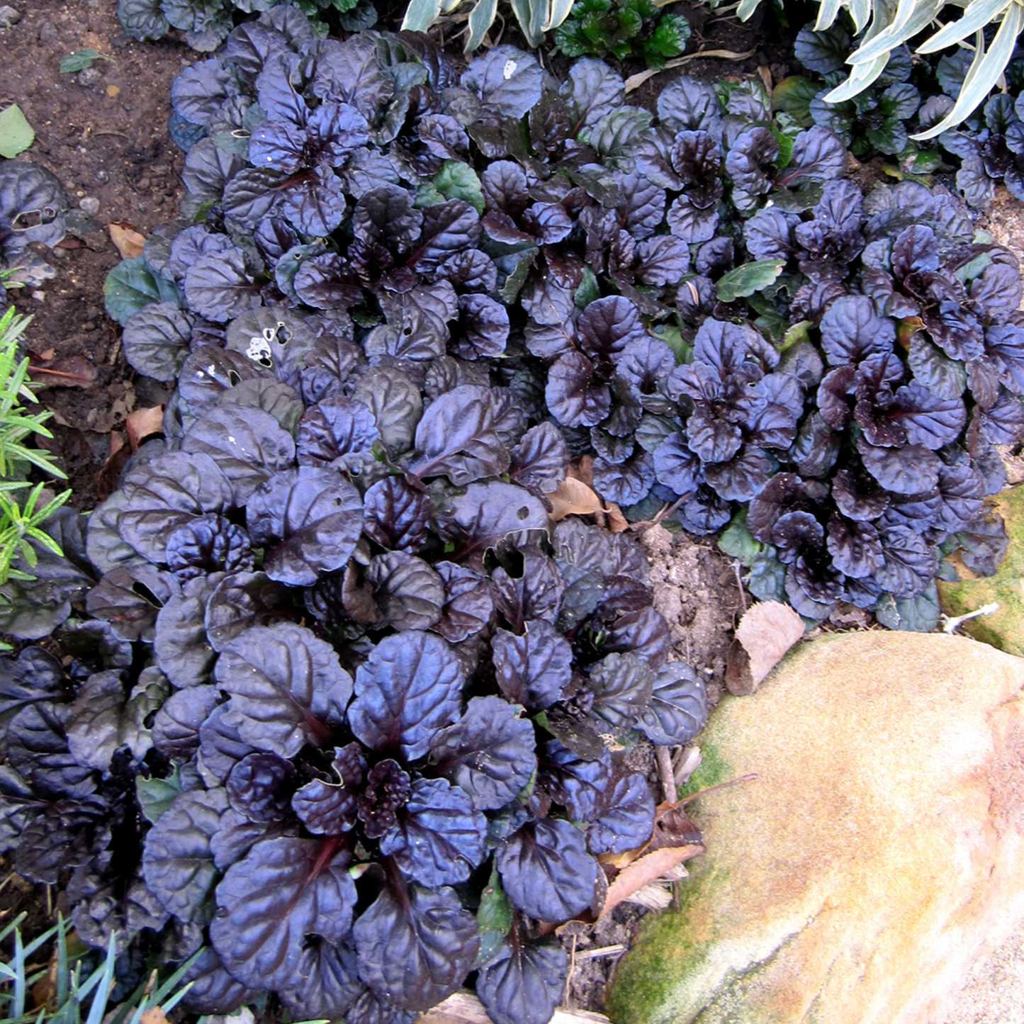 Ajuga Black Scallop (9cm)