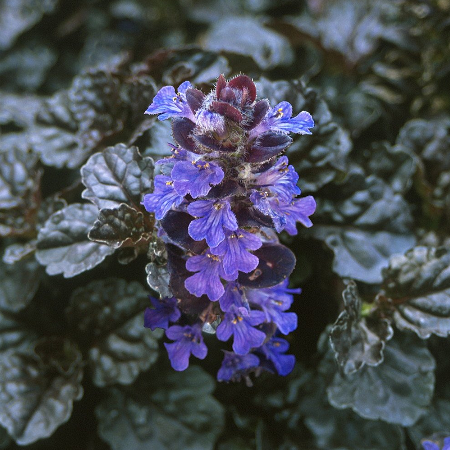 Ajuga Black Scallop (9cm)