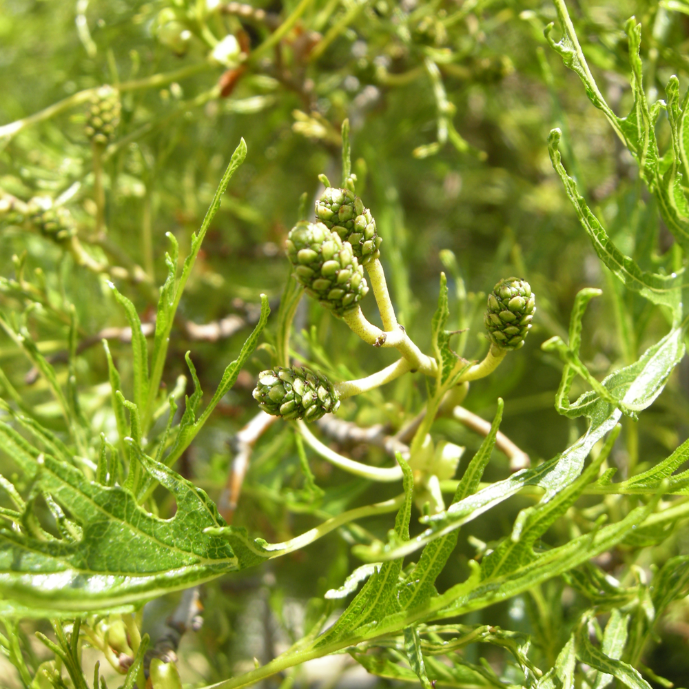 Alnus Imperialis Tree (12L, 5-6ft)