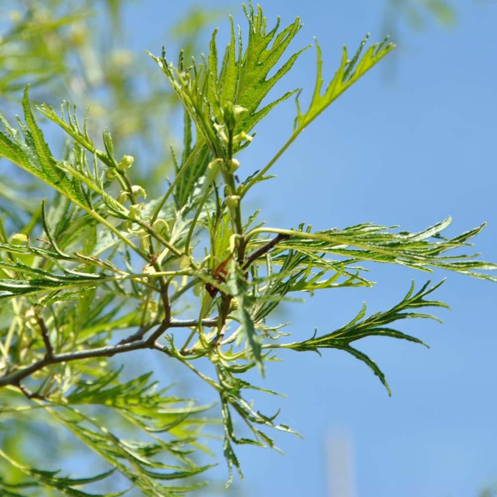 Alnus Imperialis Tree (12L, 5-6ft)