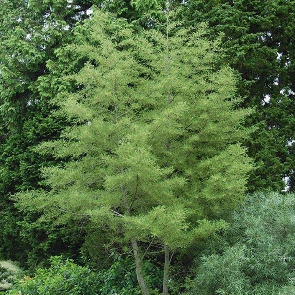 Alnus Imperialis Tree (12L, 5-6ft)