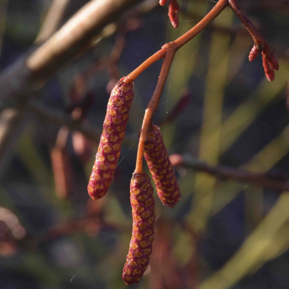 Alnus Aurea Tree (12L, 5-6ft)