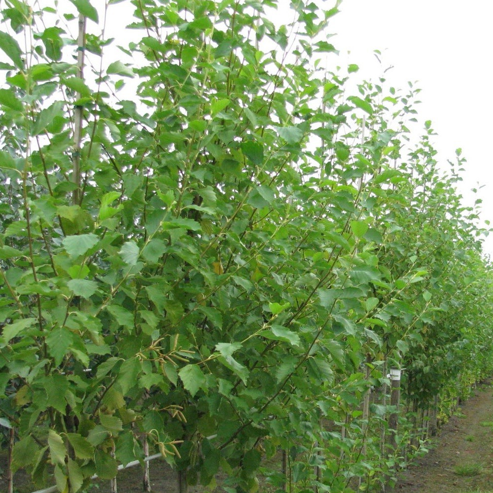 Alnus Aurea Tree (12L, 5-6ft)