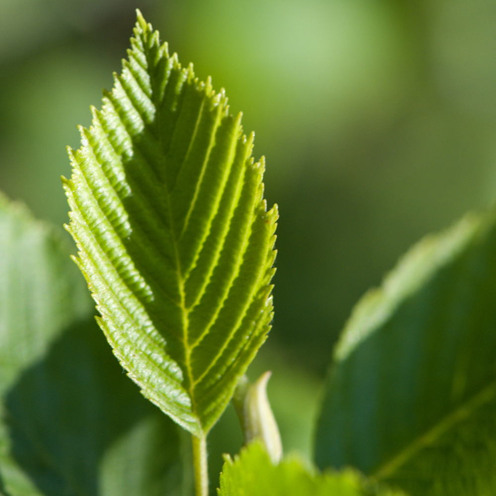 Alnus Aurea Tree (12L, 5-6ft)