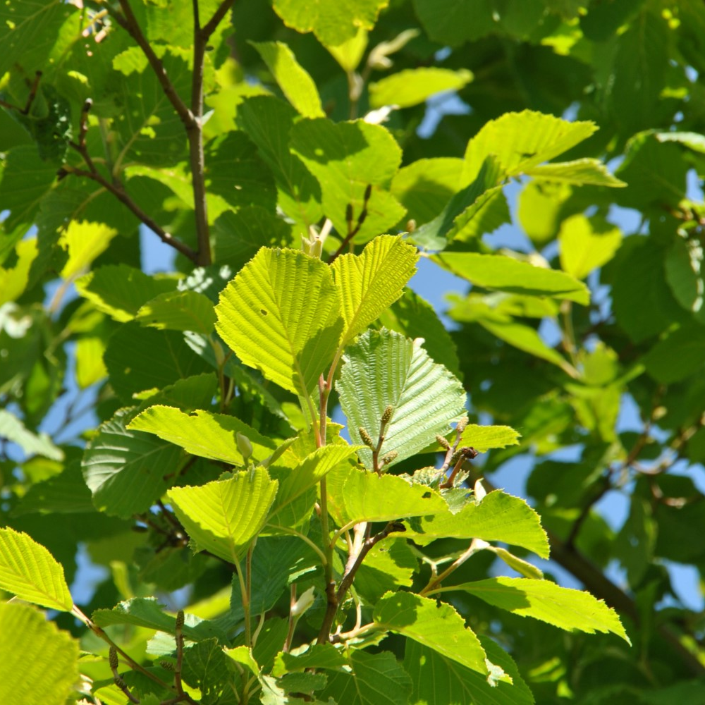 Alnus Aurea Tree (12L, 5-6ft)