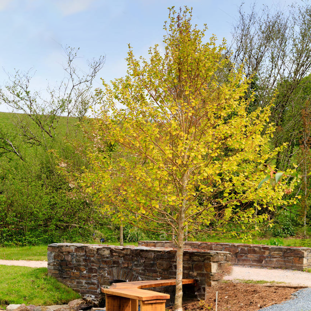 Alnus Aurea Tree (12L, 5-6ft)