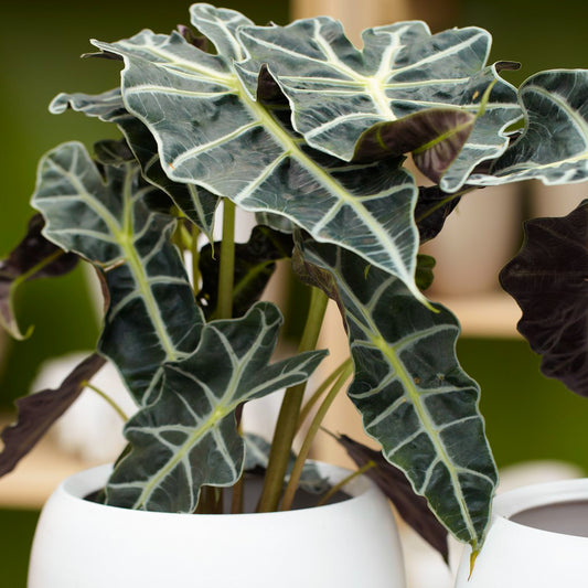 Alocasia Polly (12cm) V5