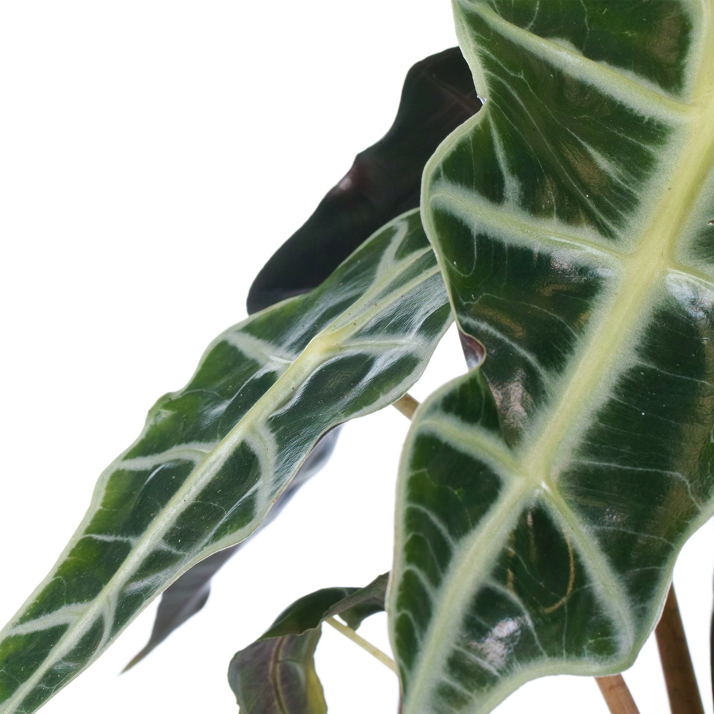 Alocasia Polly (12cm) V5