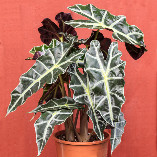 Alocasia Polly (12cm) V3
