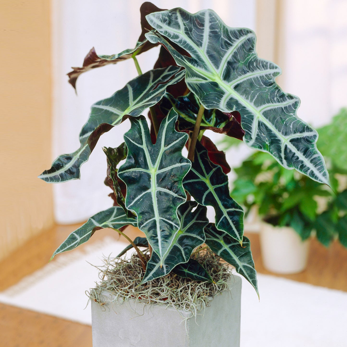 Alocasia Polly (12cm) V4