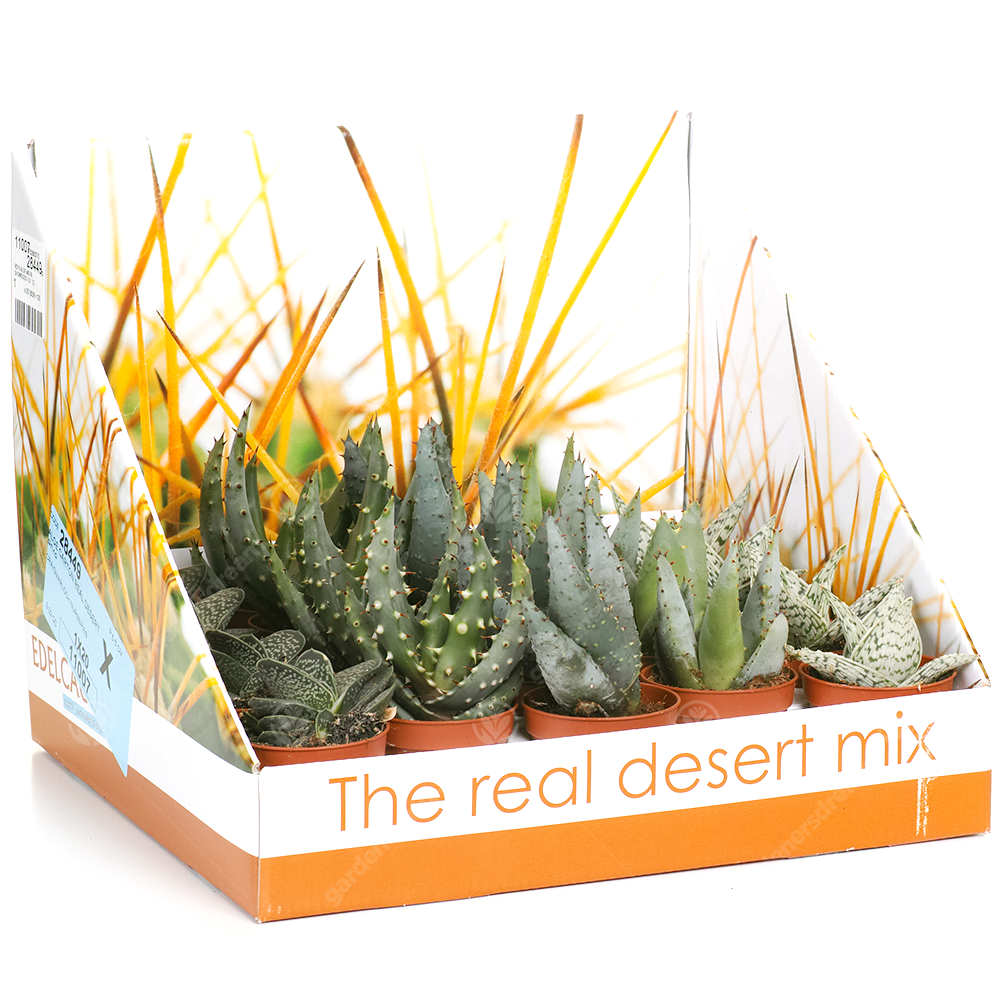 Aloe Mix In Showbox (5.5cm, 20 plants)