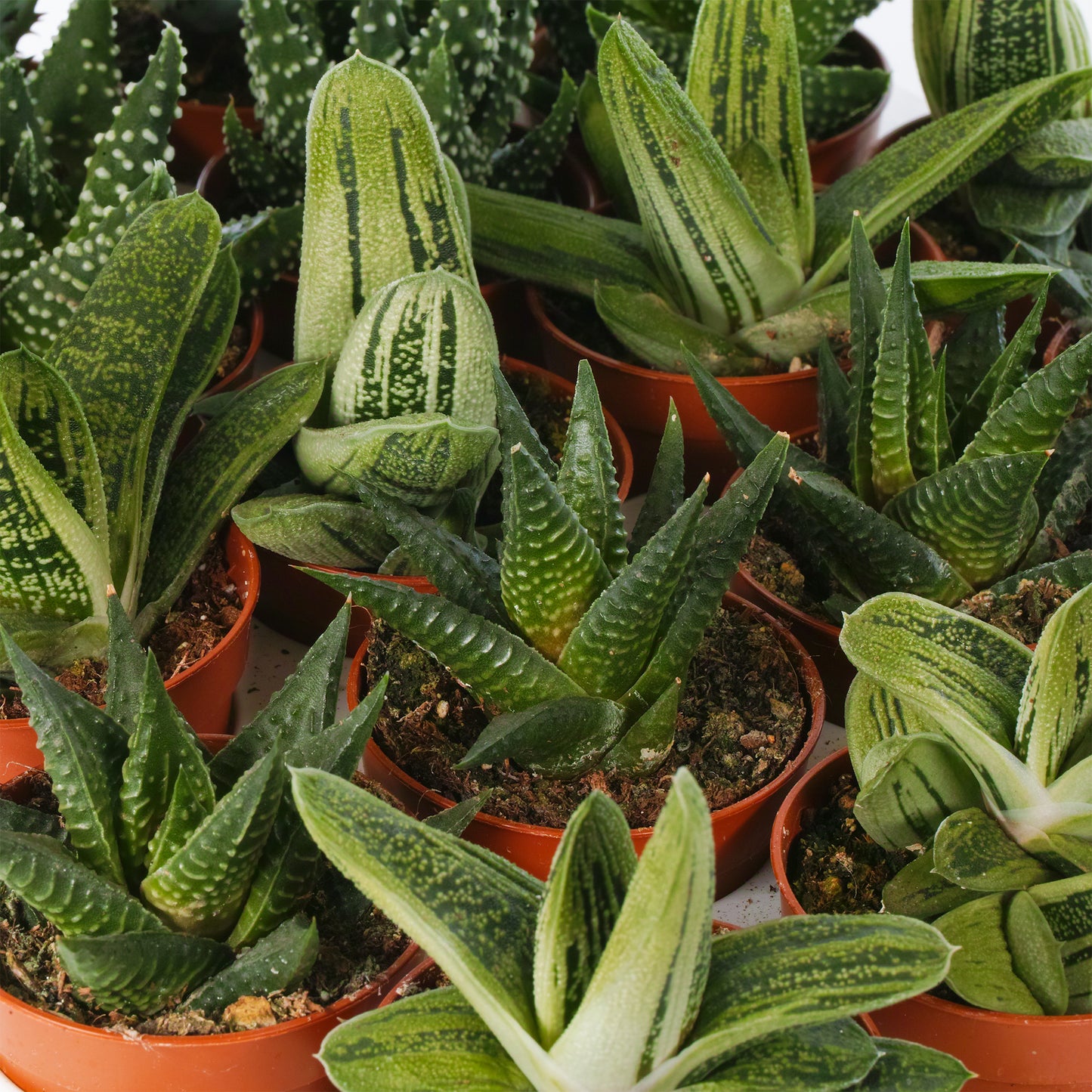 Aloe Mix (5.5cm, 20 plants)