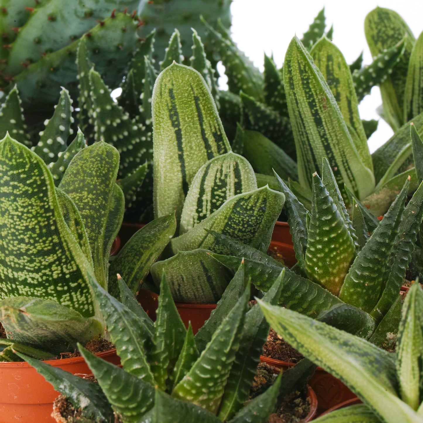 Aloe Mix (5.5cm, 20 plants)