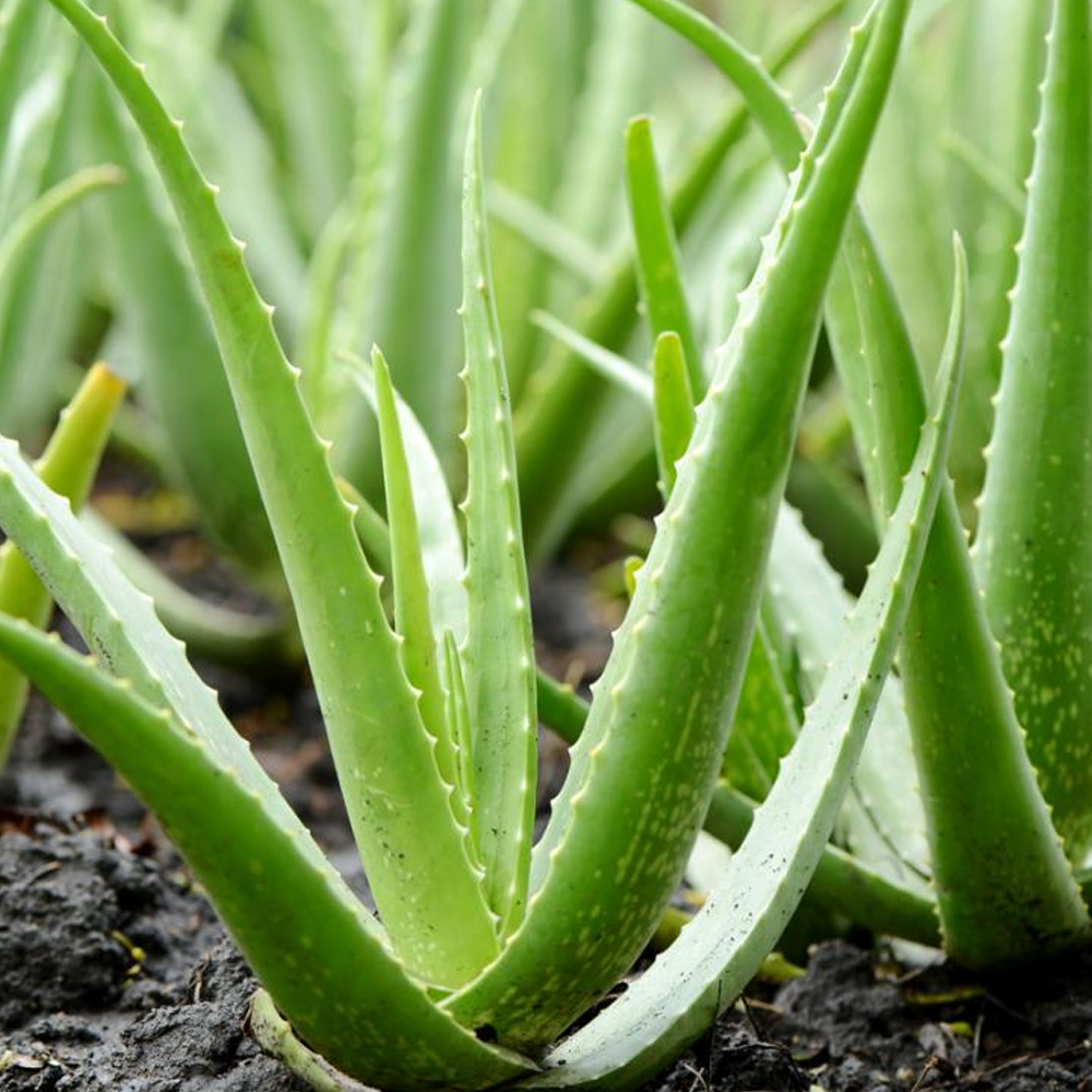 Aloe Vera (12cm) - 3 plants