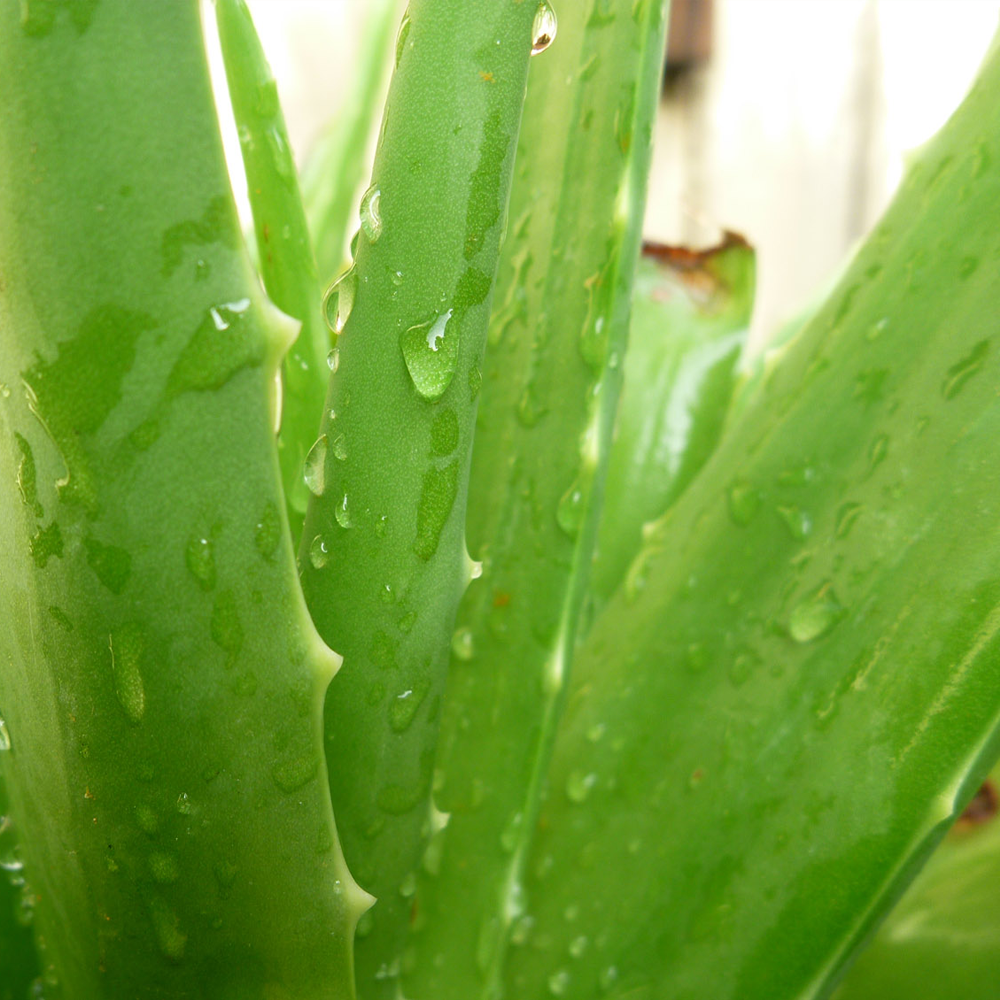 Aloe Vera (12cm) - 3 plants