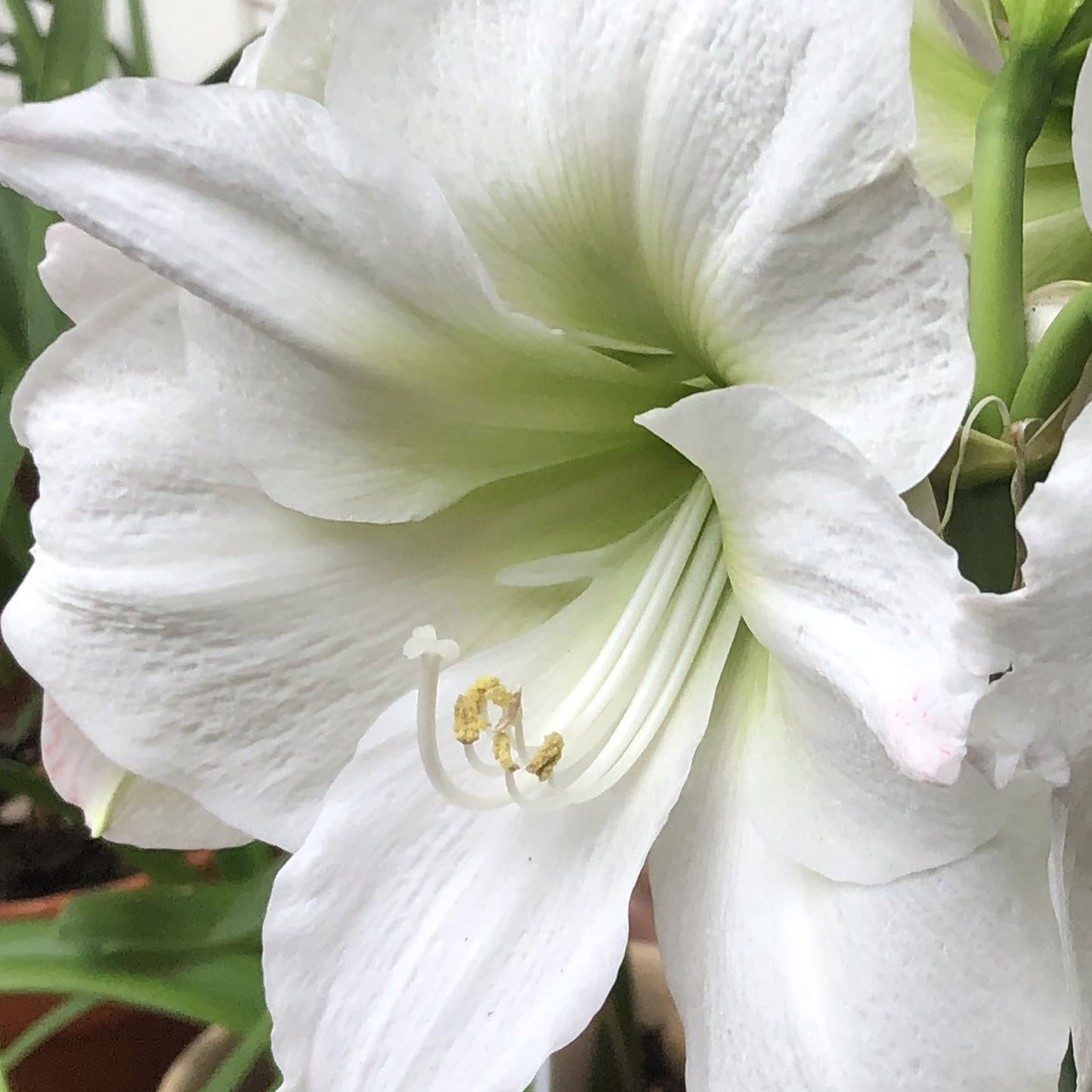Amaryllis Matterhorn (Pack of 1)