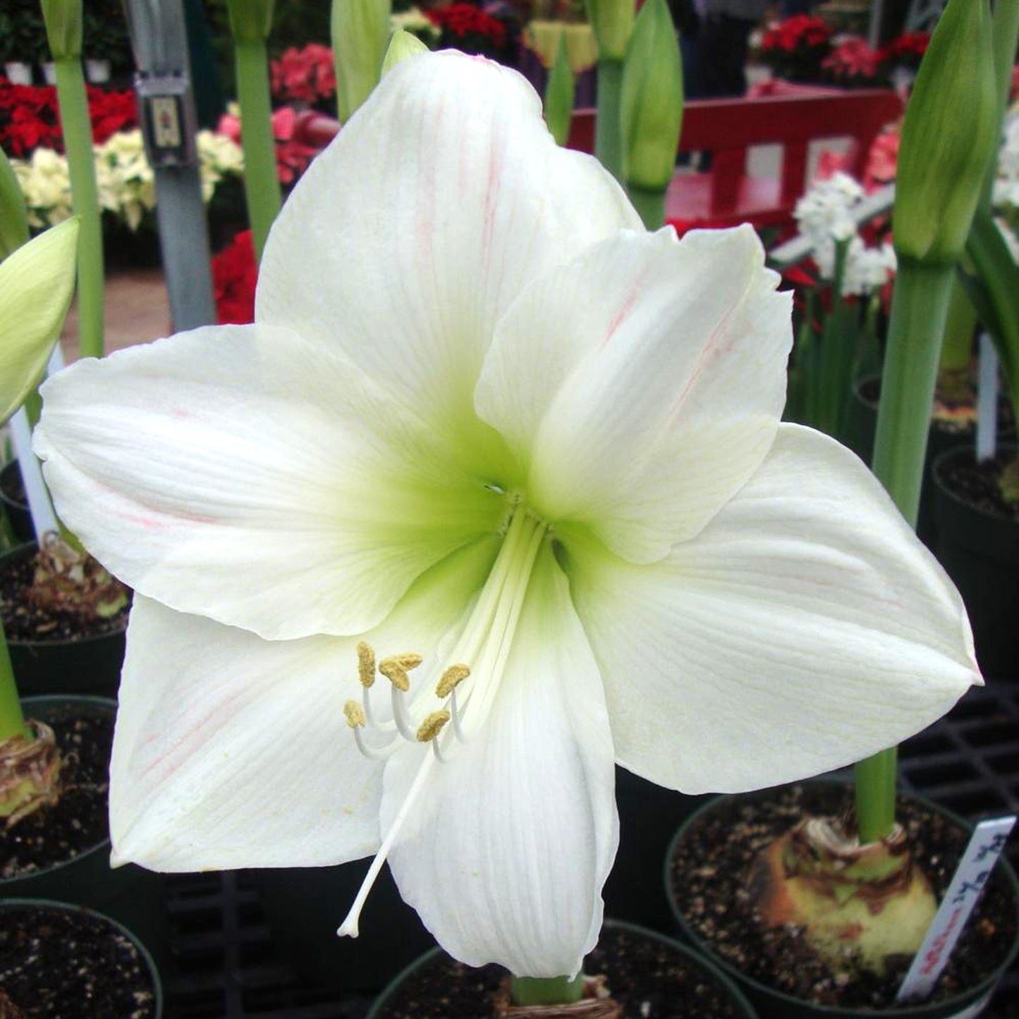 Amaryllis Matterhorn (Pack of 1)