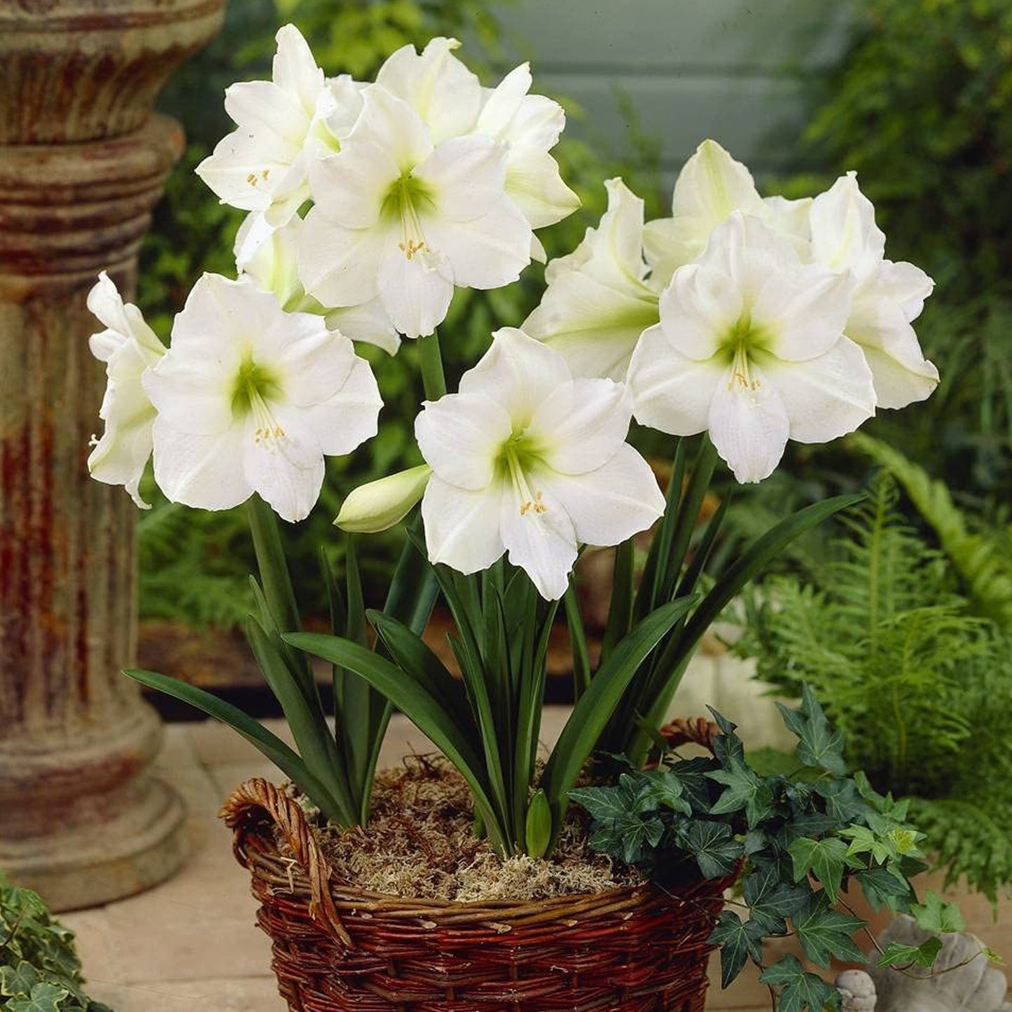 Amaryllis Matterhorn (Pack of 1)
