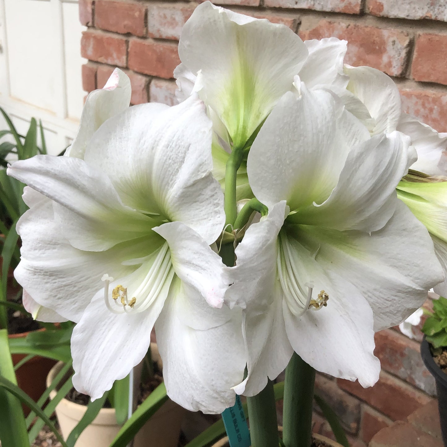Amaryllis Matterhorn (Pack of 1)