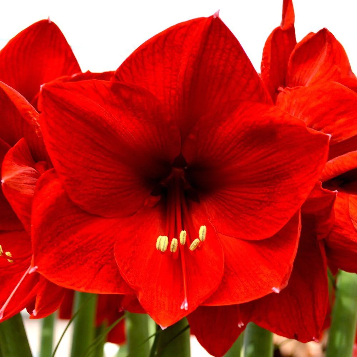 Amaryllis Red Lion (Pack of 1)