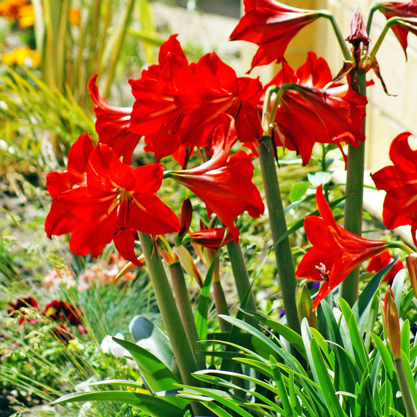 Amaryllis Red Lion (Pack of 1)