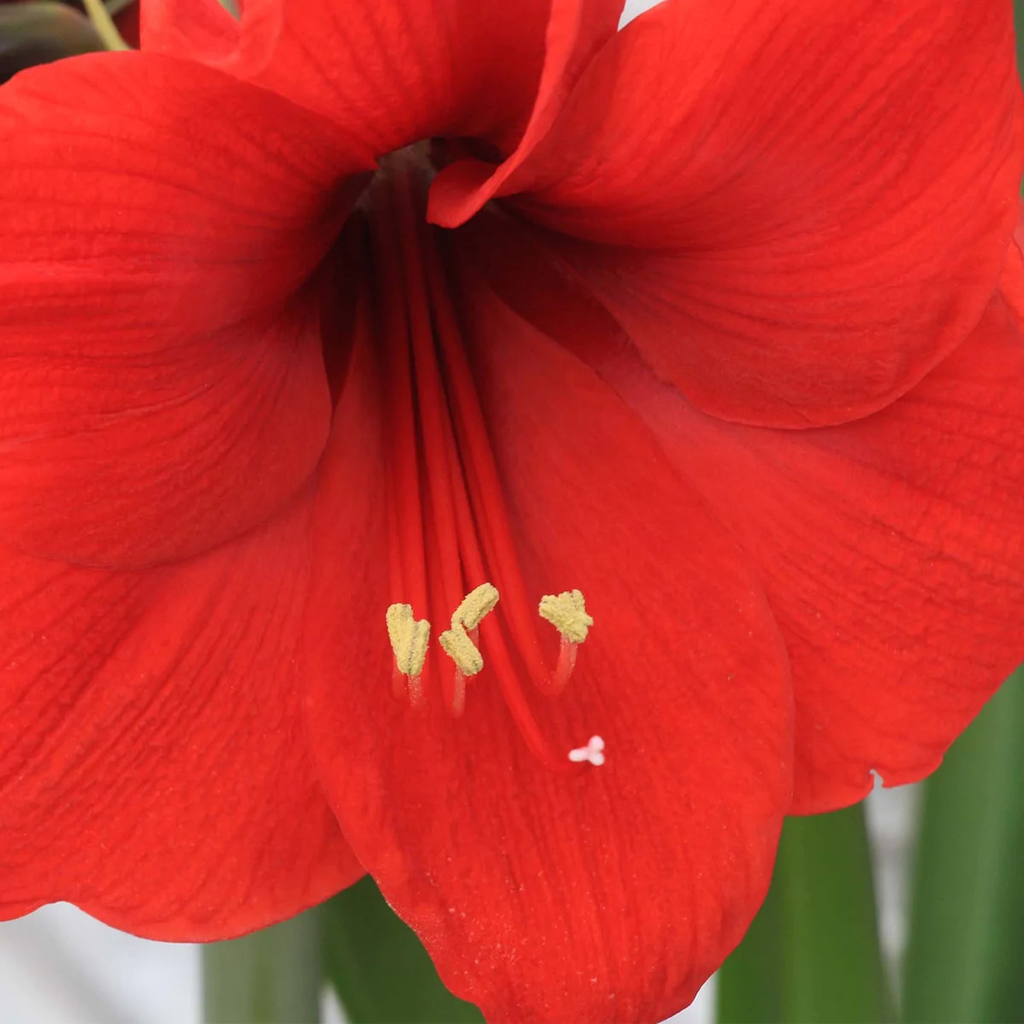 Amaryllis Red Lion (Pack of 1)
